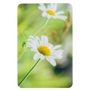 Íman Flores da margarida no prado