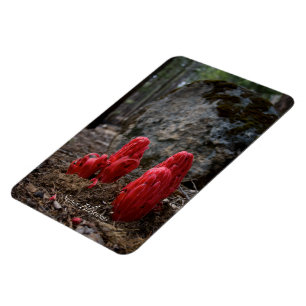 Íman Flores da neve