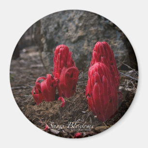 Íman Flores da neve