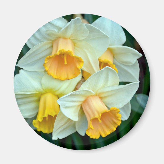 Íman Flores daffodilo amarelas (Frente)