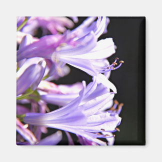 Íman Flores de Agapanthus Púrpura Suave - Lily do Nilo