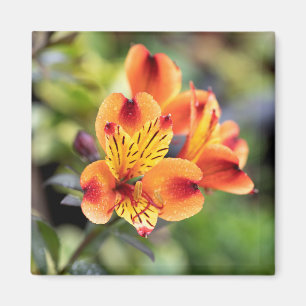 Íman Flores de Alstroemeria Vermelha e Laranja