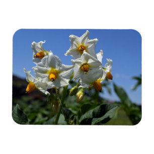 Íman Flores de amido Solanum tuberosum