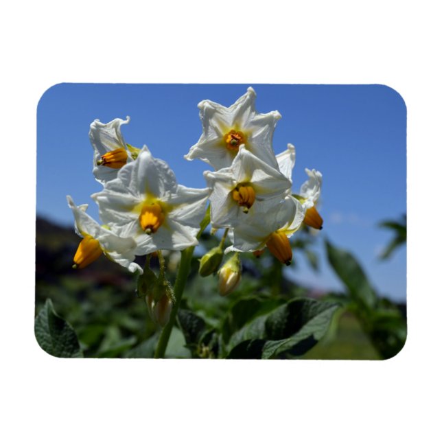 Íman Flores de amido Solanum tuberosum (Horizontal)