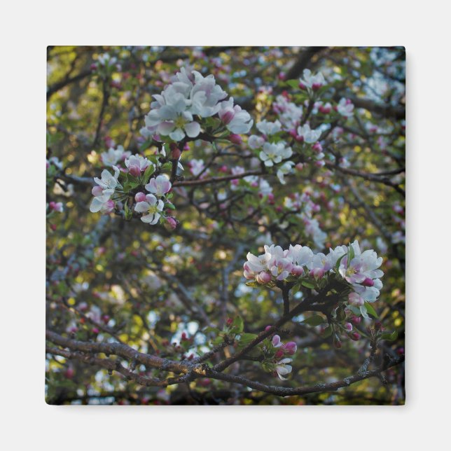 Íman Flores de Apple (Frente)