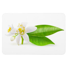 Íman Flores de árvore laranja