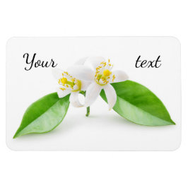 Íman Flores de árvore laranja