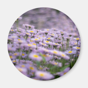Íman Flores de Aster Roxo
