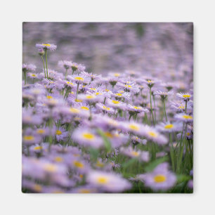 Íman Flores de Aster Roxo