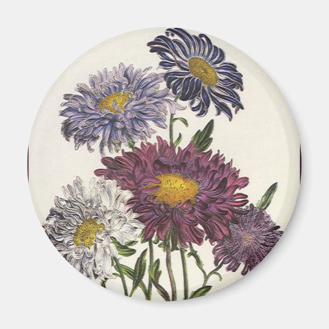 Íman Flores de Áster Roxo Antigas e Florais (Frente)