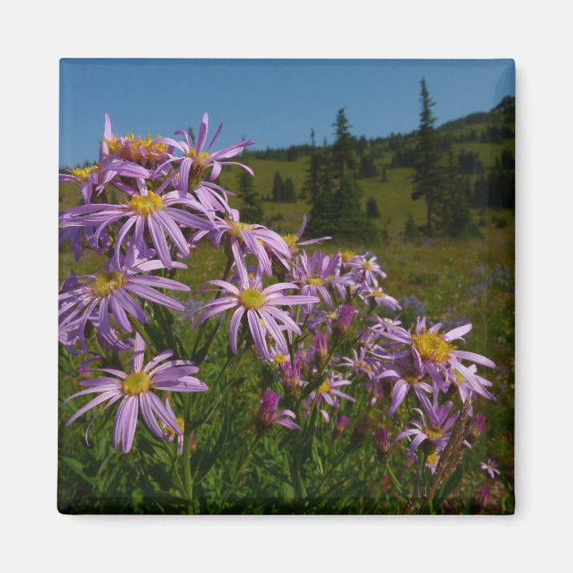 Íman Flores de Aster Roxo no Monte Rainier (Frente)
