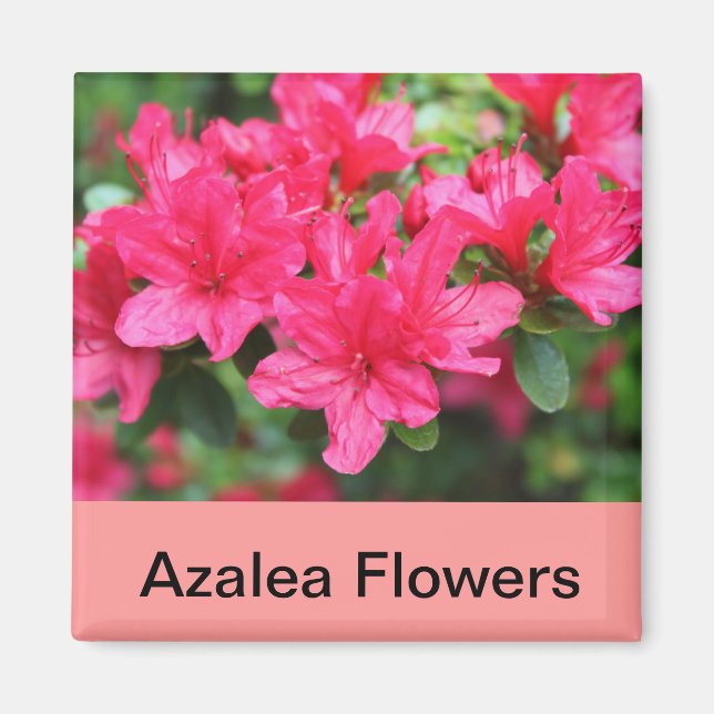 Íman flores de azálea rosa (Frente)