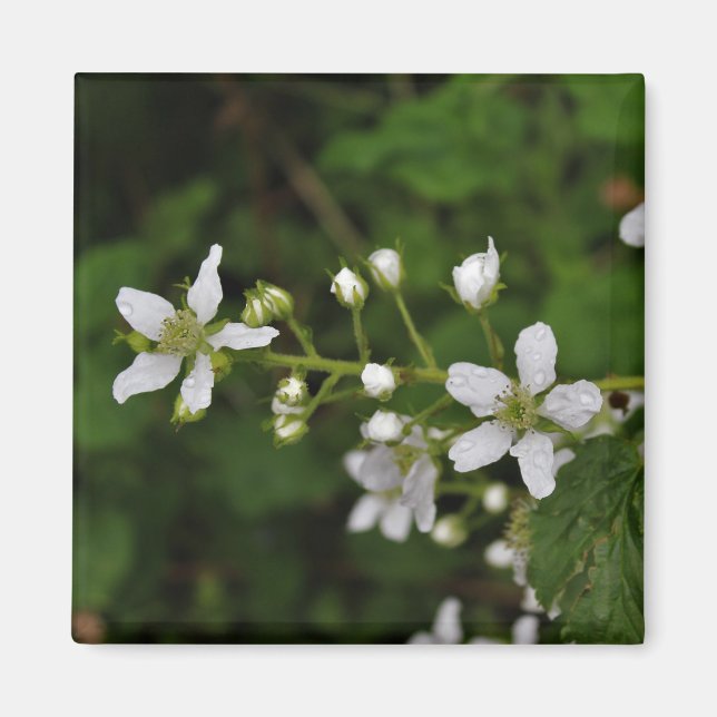 Íman Flores de Blackberry (Frente)