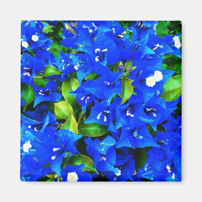 Íman Flores de Bougainvillea Azul Vibrantes (Frente)