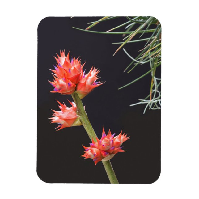 Íman Flores de bromélia e caule (Vertical)