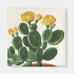Íman Flores de Cacto Antigos, Plantas de Cactos Suculen
