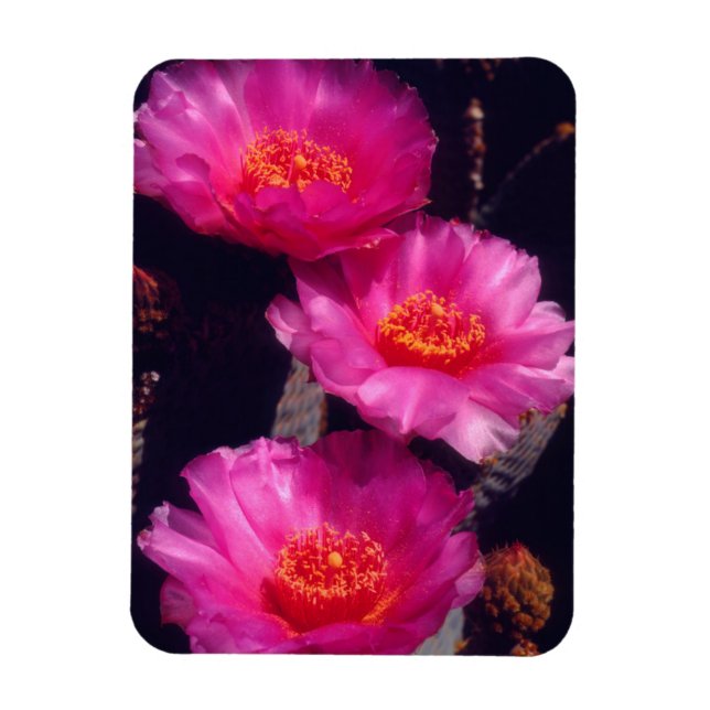 Íman Flores de Cactus Beavertail 2 (Vertical)