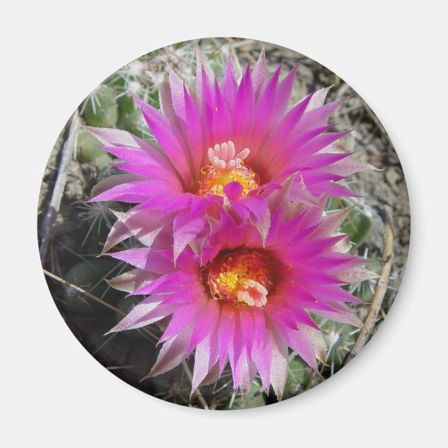 Íman Flores de Cactus Bola F5 "Escobaria vivipara" (Frente)