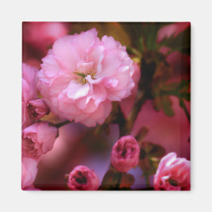 Íman Flores de cerejeira bonitas do rosa do primavera