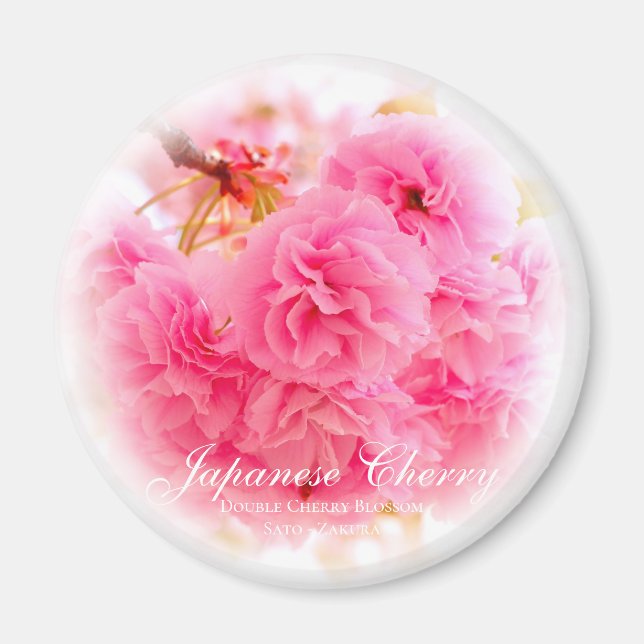 Íman Flores de Cerejeira Duplas: Sato-zakura (Frente)