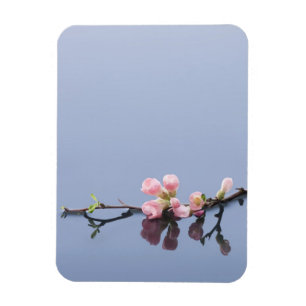 Íman Flores de cerejeira na água