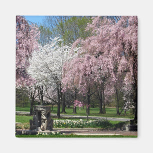 Íman Flores de cerejeira no ímã de Philadelphfia