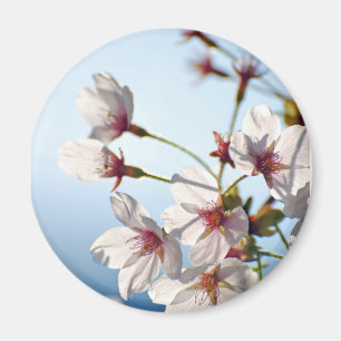 Íman Flores de cerejeira retroiluminadas