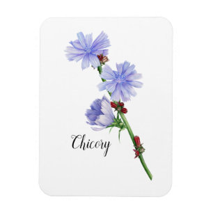 Íman Flores de Chicória Aquarela 
