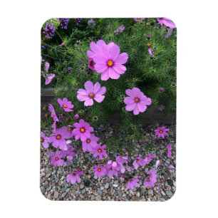 Íman Flores de Cosmos com seixos Em um