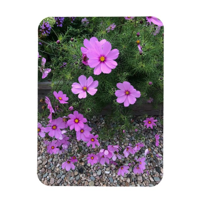 Íman Flores de Cosmos com seixos Em um (Vertical)