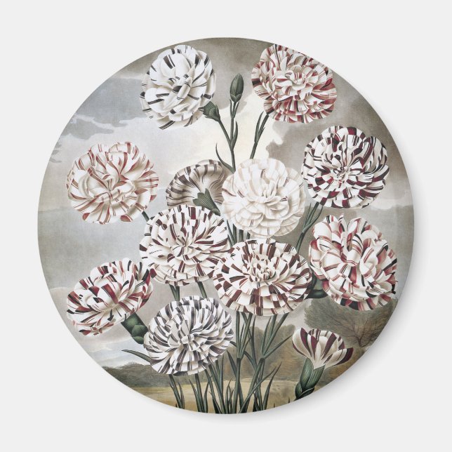 Íman Flores de Cravos Variegados Vintage com Céu Cinza (Frente)