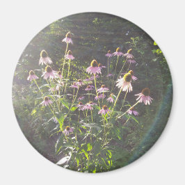 Íman Flores de Echinacea ao Sol