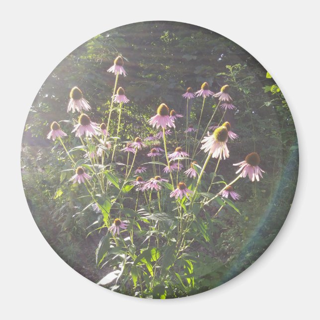 Íman Flores de Echinacea ao Sol (Frente)