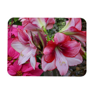 Íman Flores de Férias Vermelhas Amaryllis e Poinsettia
