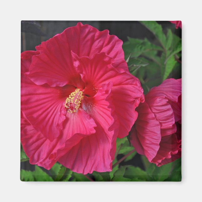 Íman Flores de hibisco rosa (Frente)