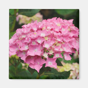 Íman Flores de hidrangea cor-de-rosa