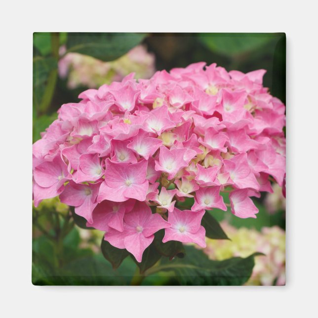 Íman Flores de hidrangea cor-de-rosa (Frente)