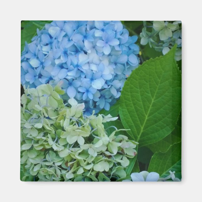 Íman Flores de Hydrangea (Frente)