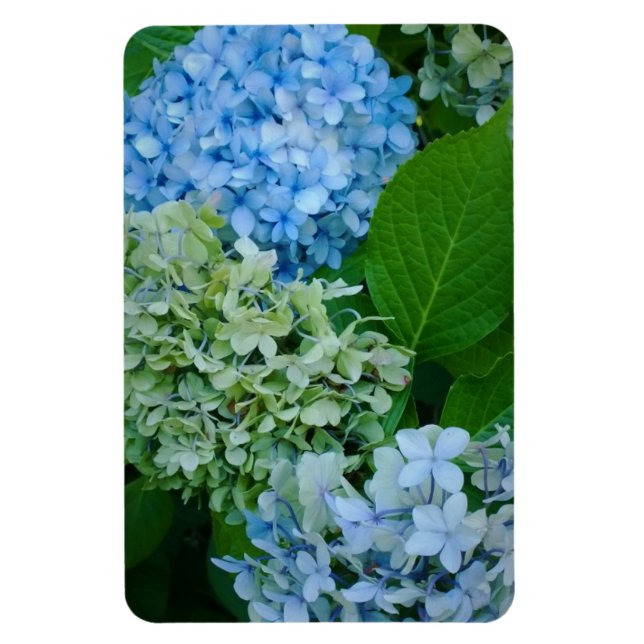 Íman Flores de Hydrangea (Vertical)