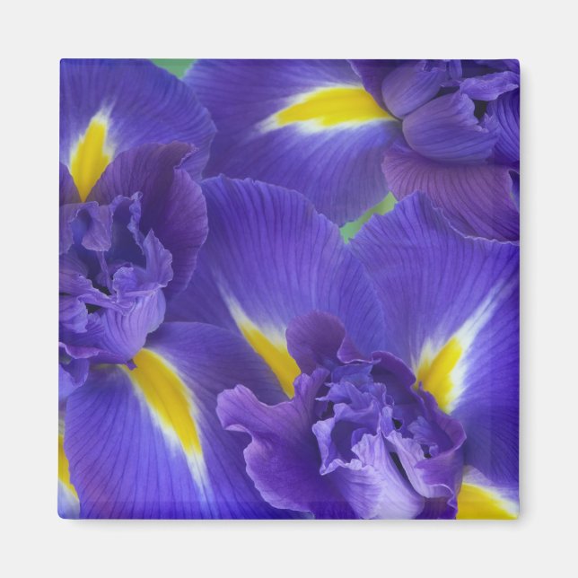 Íman Flores de íris (Frente)