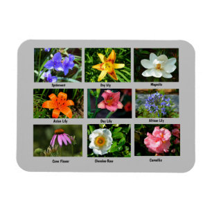 Íman Flores de jardim vibrantes