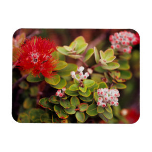 Íman Flores de Lehua no Parque Nacional dos Vulcões do