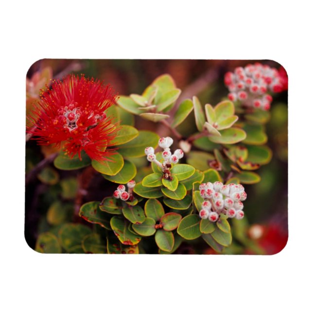 Íman Flores de Lehua no Parque Nacional dos Vulcões do  (Horizontal)