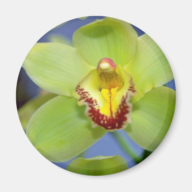 Íman Flores de limão Cymbidium (Frente)