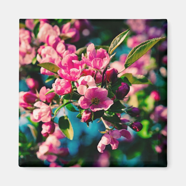 Íman Flores De Maçã De Caranguejo Rosa (Frente)