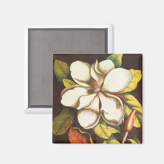 Íman Flores de Magnólia Antiga Planta Com Sementes