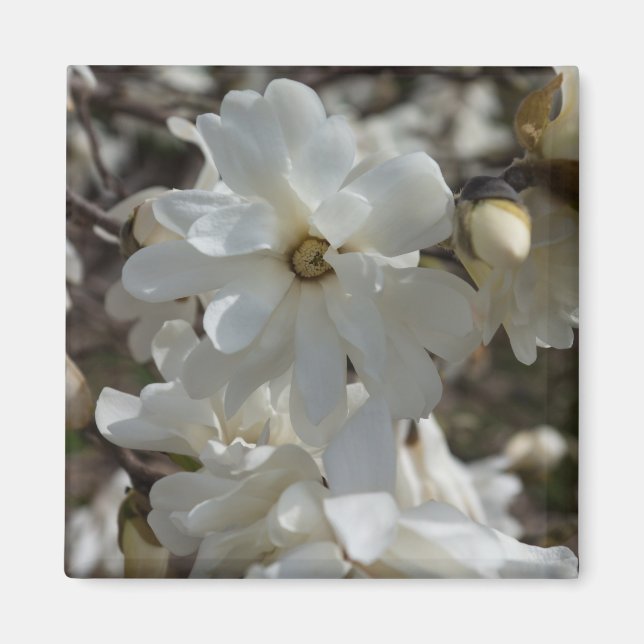 Íman Flores de Magnólia Estrela (Frente)