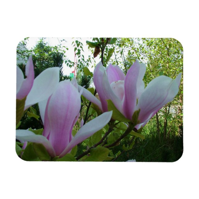 Íman Flores de magnólia púrpura primavera (Horizontal)