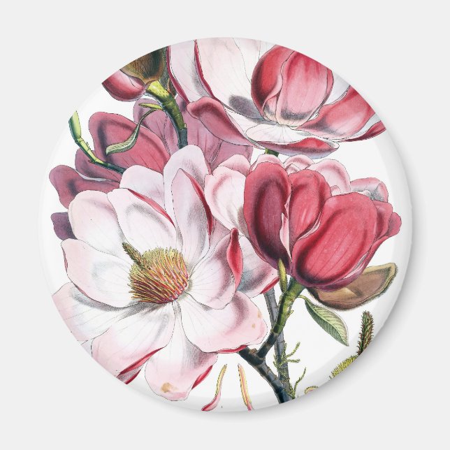 Íman Flores de Magolia Rosa (Frente)
