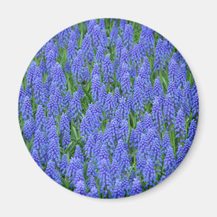 Íman Flores de muscari azuis bonito